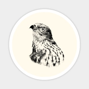 Honey buzzard Magnet